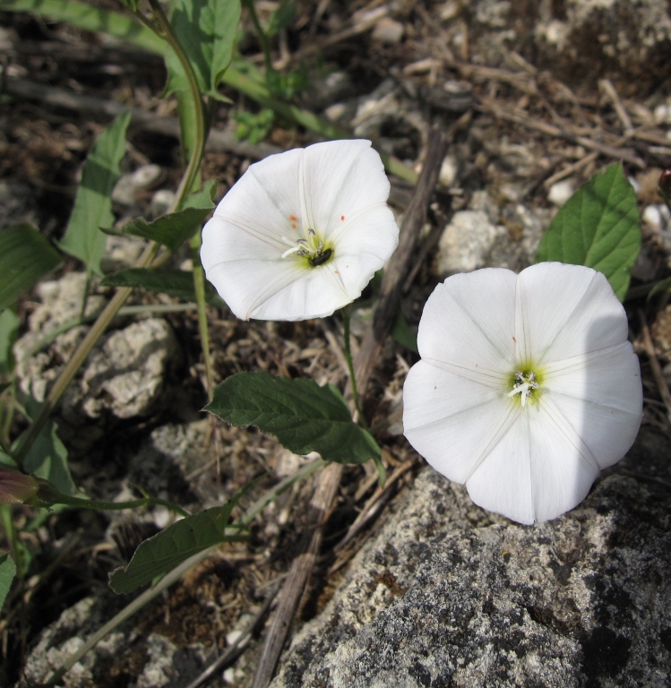 Convolvulus arvensis